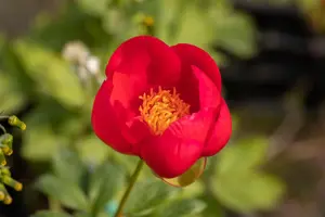 Paeonia (LD) 'Many Happy Returns' - 5 Ltr pot - image 3