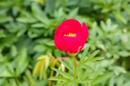 Paeonia (LD) 'Many Happy Returns' - 5 Ltr pot - image 4
