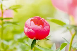 Paeonia (LD) 'Many Happy Returns' - 5 Ltr pot - image 5