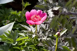 Paeonia (LD) 'White Sensation'