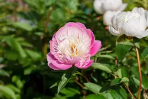 Paeonia (LE) 'Bowl of Beauty' - 5 Ltr pot - image 5