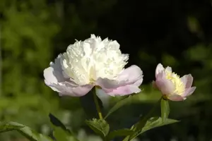 Paeonia (LE) 'Bowl of Beauty'