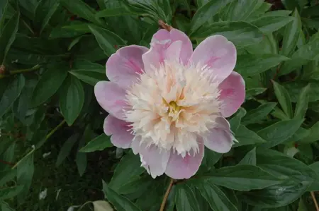 Paeonia (LE) 'Bowl of Beauty' - 5 Ltr pot - image 2