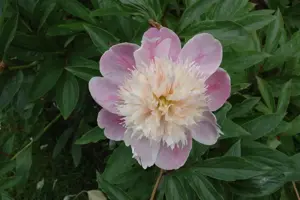 Paeonia (LE) 'Bowl of Beauty' - 5 Ltr pot - image 2