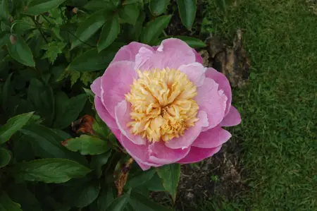 Paeonia (LE) 'Bowl of Beauty' - 5 Ltr pot - image 3