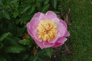 Paeonia (LE) 'Bowl of Beauty' - 5 Ltr pot - image 3