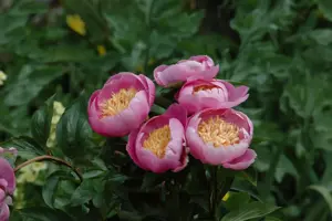 Paeonia (LE) 'Bowl of Beauty' - 5 Ltr pot - image 4