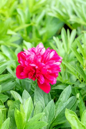 Paeonia off. 'Rubra Plena' - 5 Ltr pot - image 3
