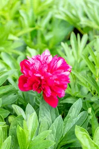 Paeonia off. 'Rubra Plena' - 5 Ltr pot - image 3