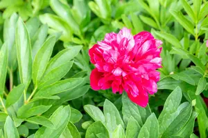 Paeonia off. 'Rubra Plena' - 5 Ltr pot - image 2
