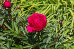 Paeonia off. 'Rubra Plena'