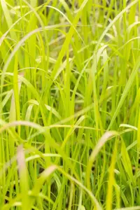 Panicum virg. 'Big Nate' - P9 - image 5