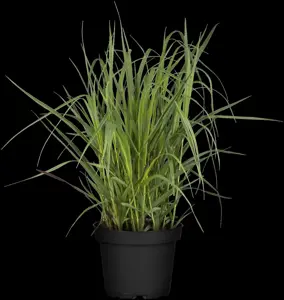 Panicum virg. 'Big Nate' - P9 - image 2