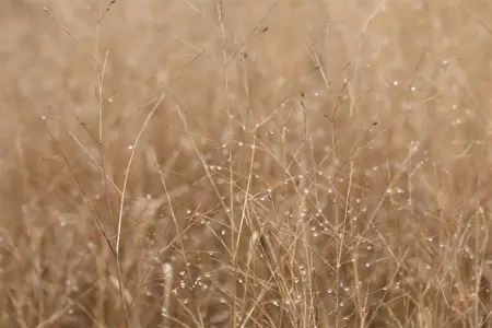 Panicum virg. 'Big Nate' - P9 - image 3