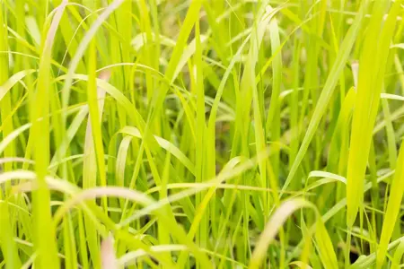 Panicum virg. 'Big Nate' - P9 - image 4