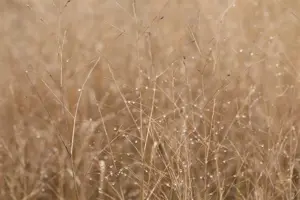 Panicum virg. 'Cardinal'