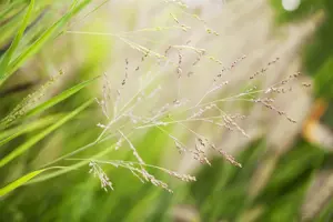 Panicum virg. 'Cheyenne Sky'