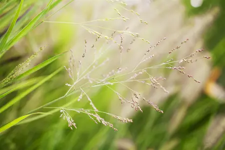 Panicum virg. 'Cheyenne Sky' - 2 Ltr pot