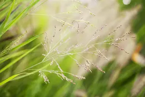Panicum virg. 'Cheyenne Sky' - 2 Ltr pot