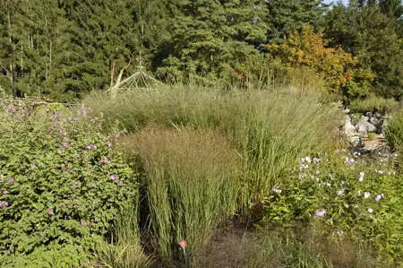 Panicum virg. 'Cloud Nine' - P9 - image 1