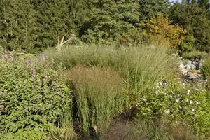 Panicum virg. 'Cloud Nine'
