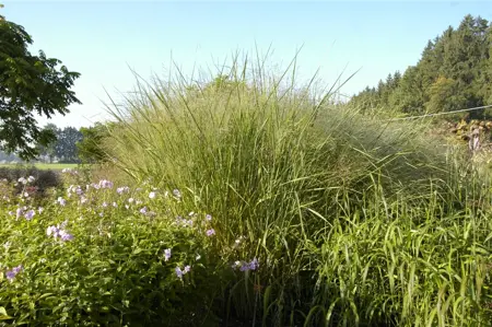 Panicum virg. 'Cloud Nine' - P9 - image 2