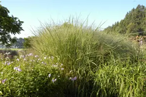 Panicum virg. 'Cloud Nine' - P9 - image 2