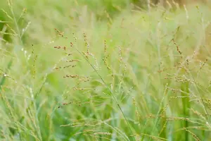 Panicum virg. 'Dallas Blues' - P9 - image 2