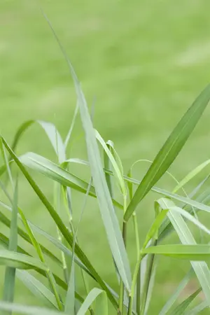 Panicum virg. 'H?nse Herms' - P9 - image 2