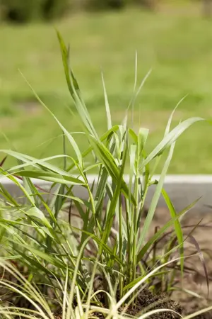 Panicum virg. 'H?nse Herms' - P9 - image 3