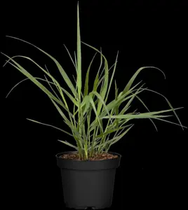 Panicum virg. 'H?nse Herms' - P9 - image 4