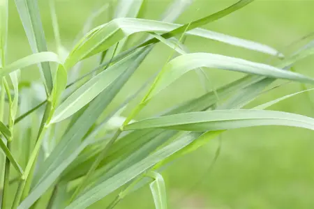 Panicum virg. 'H?nse Herms' - P9 - image 1
