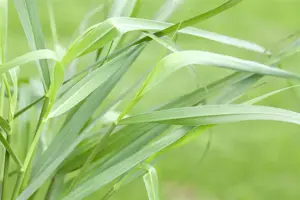 Panicum virg. 'H?nse Herms'