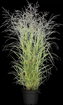 Panicum virg. 'H?nse Herms' - P9 - image 5