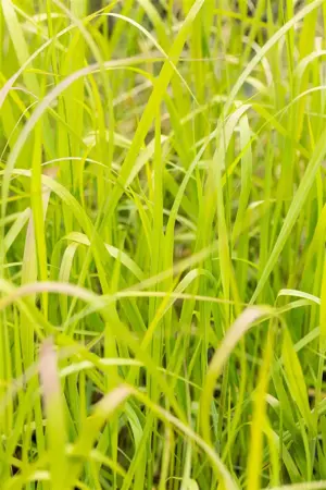 Panicum virg. 'Heavy Metal' - 2.5 Ltr pot - image 5