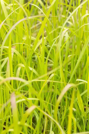 Panicum virg. 'Heavy Metal' - 1.5 Ltr pot - image 5