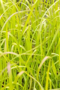 Panicum virg. 'Heavy Metal' - 1.5 Ltr pot - image 5