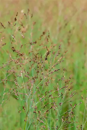 Panicum virg. 'Heavy Metal' - 4 Ltr pot - image 5