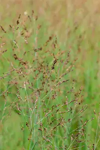 Panicum virg. 'Heavy Metal' - 4 Ltr pot - image 5