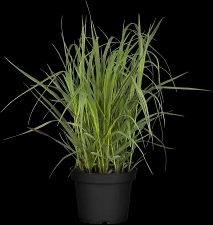 Panicum virg. 'Heavy Metal' - P11 - image 2