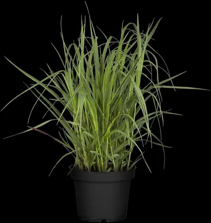 Panicum virg. 'Heavy Metal' - 1.5 Ltr pot - image 2