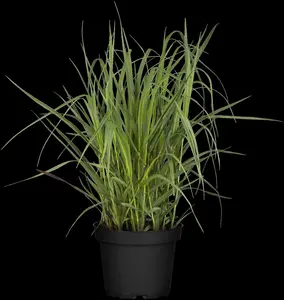 Panicum virg. 'Heavy Metal' - 1.5 Ltr pot - image 2