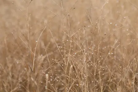 Panicum virg. 'Heavy Metal' - 50-60 CM C3 - image 1