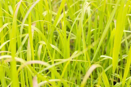 Panicum virg. 'Heavy Metal' - 4 Ltr pot - image 2