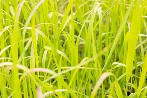 Panicum virg. 'Heavy Metal' - 4 Ltr pot - image 2