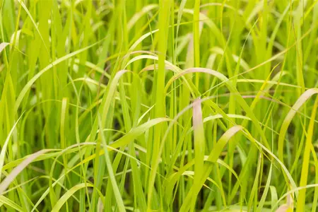 Panicum virg. 'Heavy Metal' - 4 Ltr pot - image 4