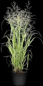 Panicum virg. 'Heavy Metal' - 2.5 Ltr pot - image 1