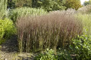 Panicum virg. 'Heliger Hain' - 5 Ltr pot - image 2