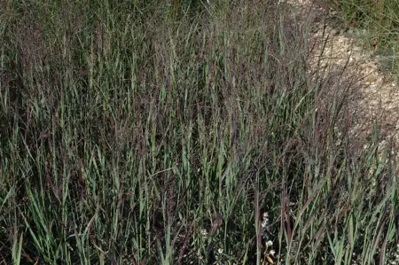 Panicum virg. 'Heliger Hain' - 5 Ltr pot - image 4