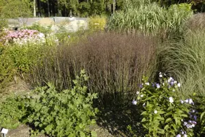 Panicum virg. 'Heliger Hain'